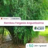50 X Bambou Fargesia Angustissima En Pot De 1 L