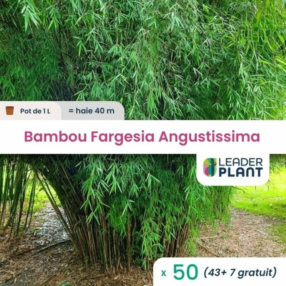 50 X Bambou Fargesia Angustissima En Pot De 1 L 1 50 X Bambou Fargesia Angustissima En Pot De 1 L