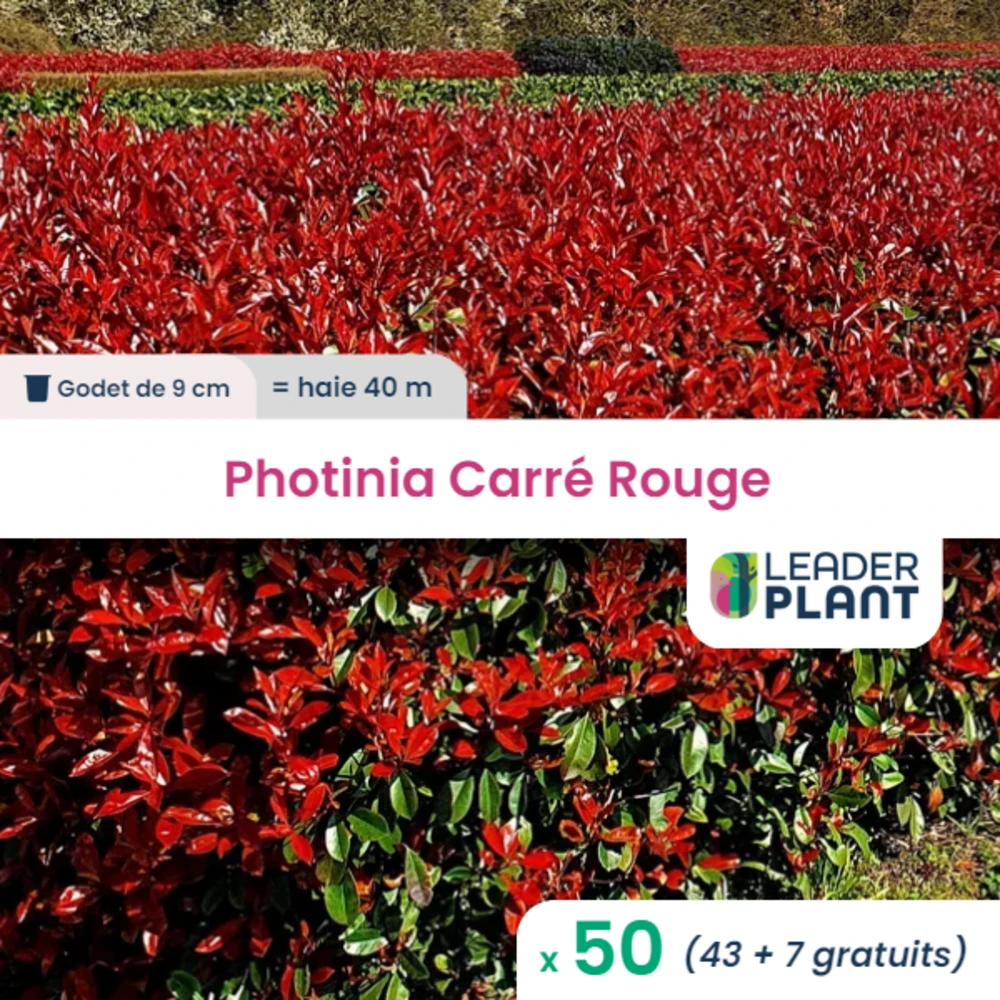 50 X Photinia Carré Rouge En Godet 1 50 X Photinia Carré Rouge En Godet