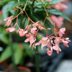Begonia Tamaya (maculata) Caractéristique - Pot 9 Cm