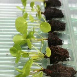 Pilea Peperomioides - 15 à 20cm Caractéristique - 6 X Mottes