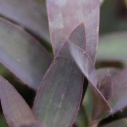 Tradescantia Pallida Caractéristique - Pot 9 Cm