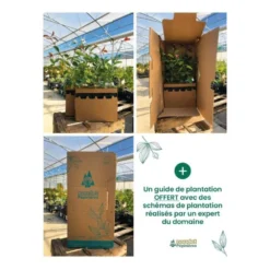 Kit Haie Plein Sud - 10 Jeunes Plants - 10 Jeunes Plants : Taille 20/40cm 7 Kit Haie Plein Sud - 10 Jeunes Plants - 10 Jeunes Plants : Taille 20/40cm -Promos Jardesia Magasin 6498bc7ba38600.55167975