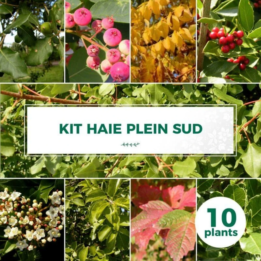 Kit Haie Plein Sud - 10 Jeunes Plants - 10 Jeunes Plants : Taille 20/40cm 1 Kit Haie Plein Sud - 10 Jeunes Plants - 10 Jeunes Plants : Taille 20/40cm