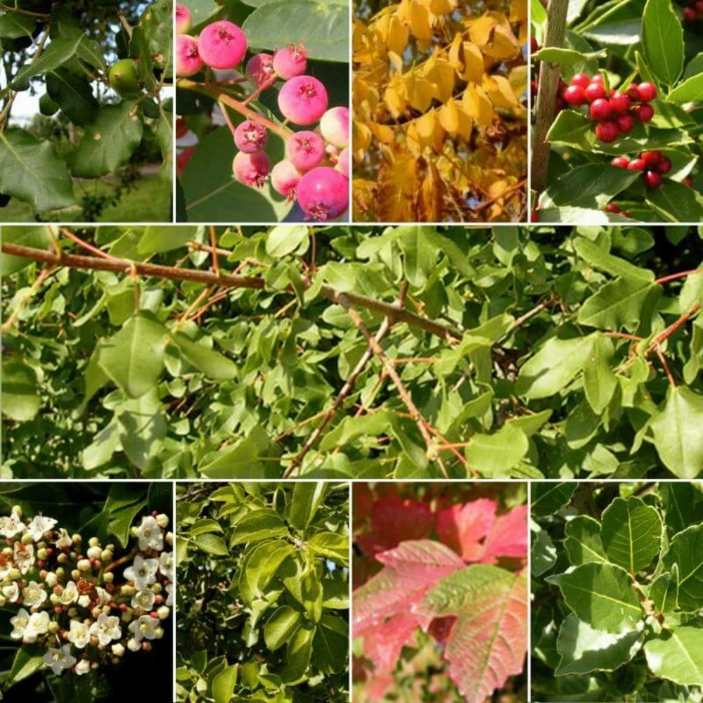 Kit Haie Plein Sud - 10 Jeunes Plants - 10 Jeunes Plants : Taille 20/40cm 2 Kit Haie Plein Sud - 10 Jeunes Plants - 10 Jeunes Plants : Taille 20/40cm – Image 2