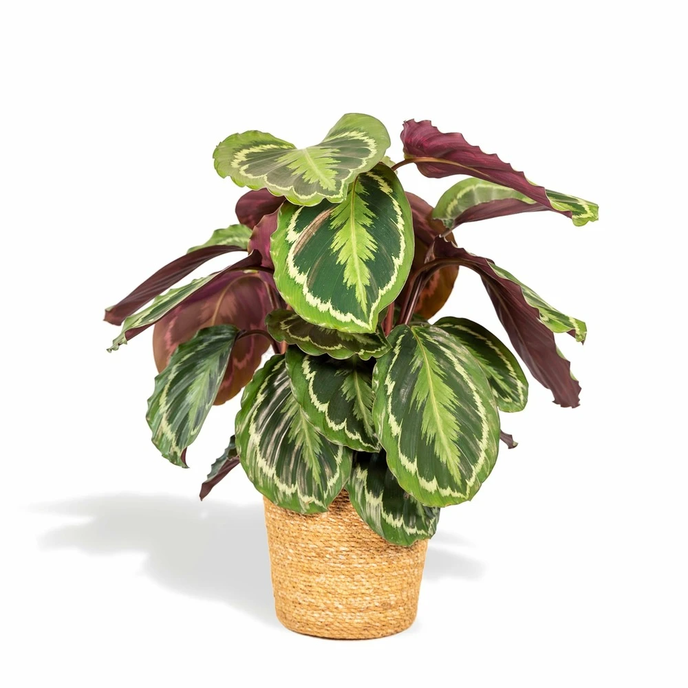 Calathea Médaillon Et Son Panier Naturel - H65cm, ø19cm - Plante D'intérieur 1 Calathea Médaillon Et Son Panier Naturel - H65cm, ø19cm - Plante D'intérieur