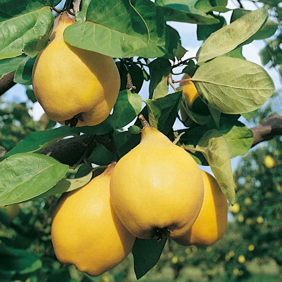 Cognassier Champion : Gobelet 3 Ans D'âge 4 Cognassier Champion : Gobelet 3 Ans D'âge – Image 4