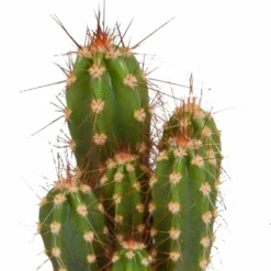 Cactus, Box De 5 Plantes - H8cm, ø5,5cm - Plantes D'intérieur -Promos Jardesia Magasin 664e171e2bda6fec