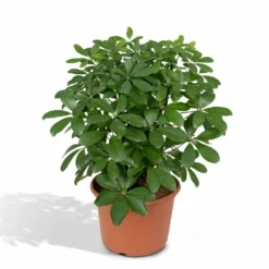 Schefflera Nora - H50cm, ø21cm - Plante D'intérieur