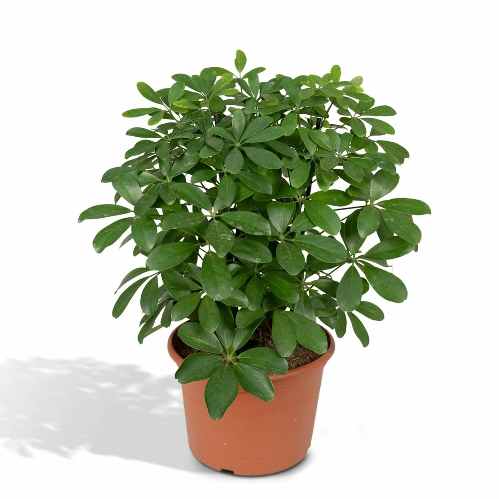 Schefflera Nora - H50cm, ø21cm - Plante D'intérieur 1 Schefflera Nora - H50cm, ø21cm - Plante D'intérieur
