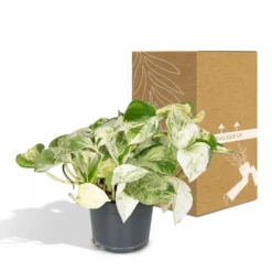 Epipremnum Happy Leaf Scindapsus - H15cm, ø12cm - Plante D'intérieur Tombante -Promos Jardesia Magasin 66f3ecc8f1f501b6