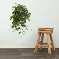 Cissus Ellen Danic - H70cm, ø17cm - Plante D'intérieur Tombante -Promos Jardesia Magasin 6716195f19775bb8
