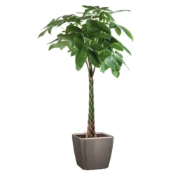 Pachira Tressé : H.150/160cm, Pot D.27cm -Promos Jardesia Magasin 674123 002
