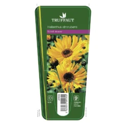 Soleil Vivace : Lot De 3 Godets -Promos Jardesia Magasin 682893 001