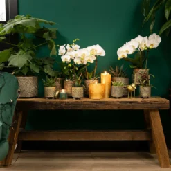 Haworthia Limifolia - ø6cm - H11cm, ø6cm - Plante D'intérieur 8 Haworthia Limifolia - ø6cm - H11cm, ø6cm - Plante D'intérieur -Promos Jardesia Magasin 6945dc1ff6ec8dda