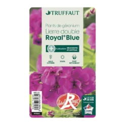 Géranium Lierre Double 'Royal® Blue' Label Rouge : 10 Plants -Promos Jardesia Magasin 697173 008