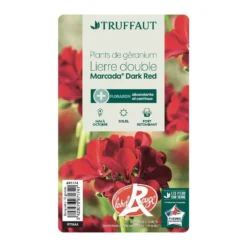 Géranium Lierre Double 'Marcada® Dark Red' Label Rouge : 10 Plants 6 Géranium Lierre Double 'Marcada® Dark Red' Label Rouge : 10 Plants -Promos Jardesia Magasin 697174 006