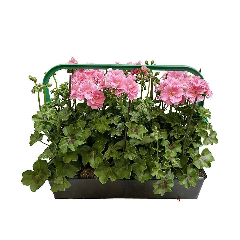 Géranium Lierre Double 'Royal® Light Pink' Label Rouge : 10 Plants 1 Géranium Lierre Double 'Royal® Light Pink' Label Rouge : 10 Plants