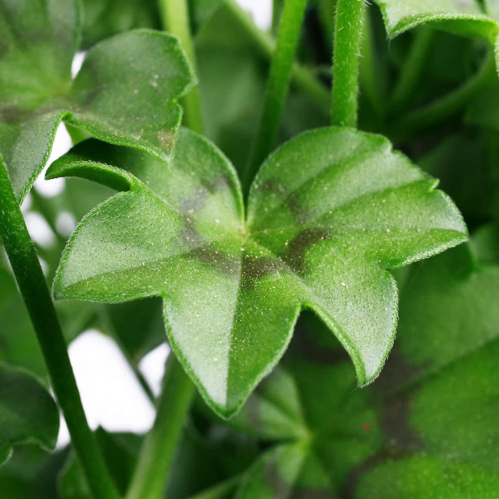 Géranium Lierre Double 'Royal® Salmon' Label Rouge : 10 Plants 1 Géranium Lierre Double 'Royal® Salmon' Label Rouge : 10 Plants