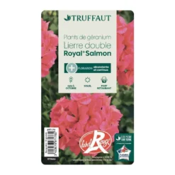 Géranium Lierre Double 'Royal® Salmon' Label Rouge : 10 Plants 8 Géranium Lierre Double 'Royal® Salmon' Label Rouge : 10 Plants -Promos Jardesia Magasin 697176 013