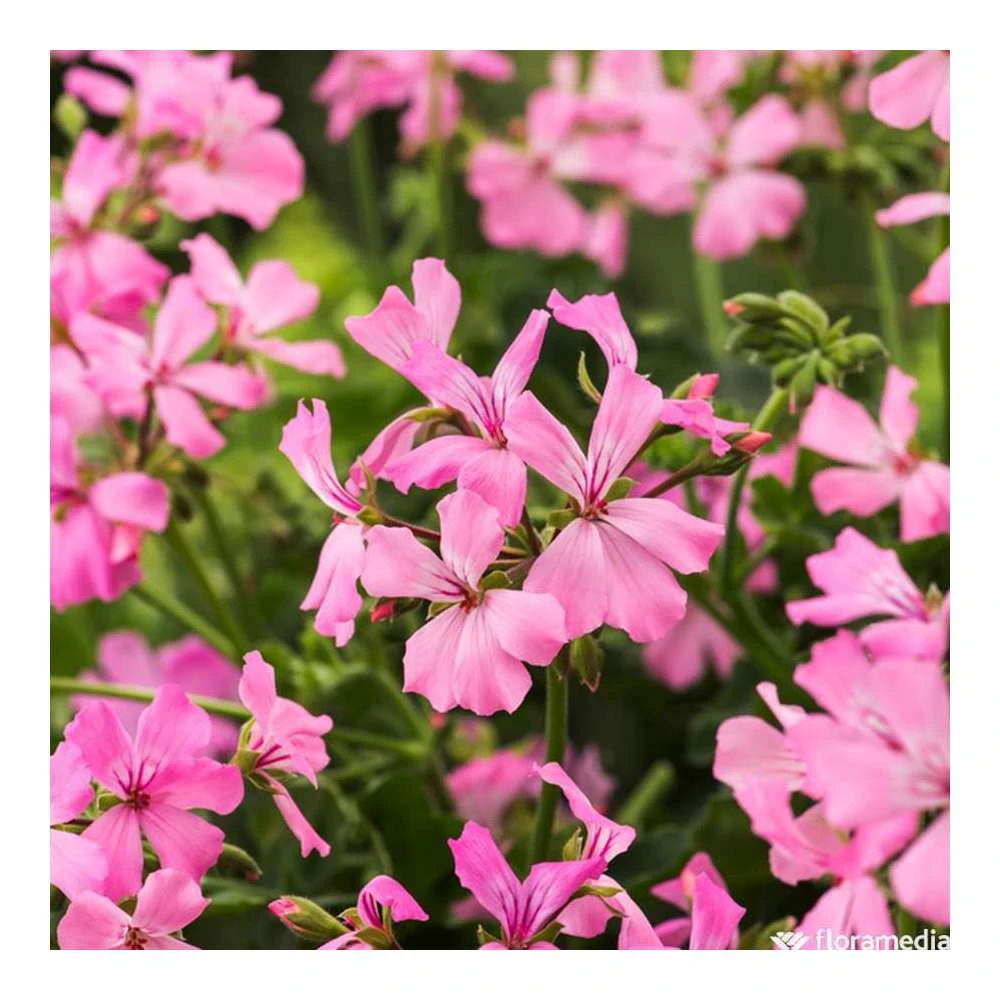 Géranium Lierre Double 'Marcada® Pink' Label Rouge : 10 Plants 1 Géranium Lierre Double 'Marcada® Pink' Label Rouge : 10 Plants