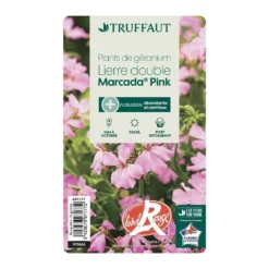 Géranium Lierre Double 'Marcada® Pink' Label Rouge : 10 Plants 6 Géranium Lierre Double 'Marcada® Pink' Label Rouge : 10 Plants -Promos Jardesia Magasin 697177 007