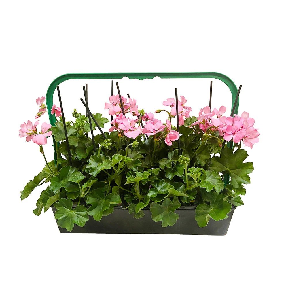 Géranium Lierre Double 'Marcada® Pink' Label Rouge : 10 Plants 2 Géranium Lierre Double 'Marcada® Pink' Label Rouge : 10 Plants – Image 2