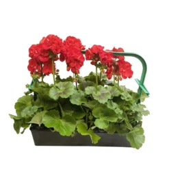 Géranium Zonale 'Sunrise® Fernando' Label Rouge : 10 Plants 7 Géranium Zonale 'Sunrise® Fernando' Label Rouge : 10 Plants -Promos Jardesia Magasin 697186 002