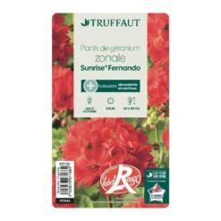 Géranium Zonale 'Sunrise® Fernando' Label Rouge : 10 Plants 8 Géranium Zonale 'Sunrise® Fernando' Label Rouge : 10 Plants -Promos Jardesia Magasin 697186 004