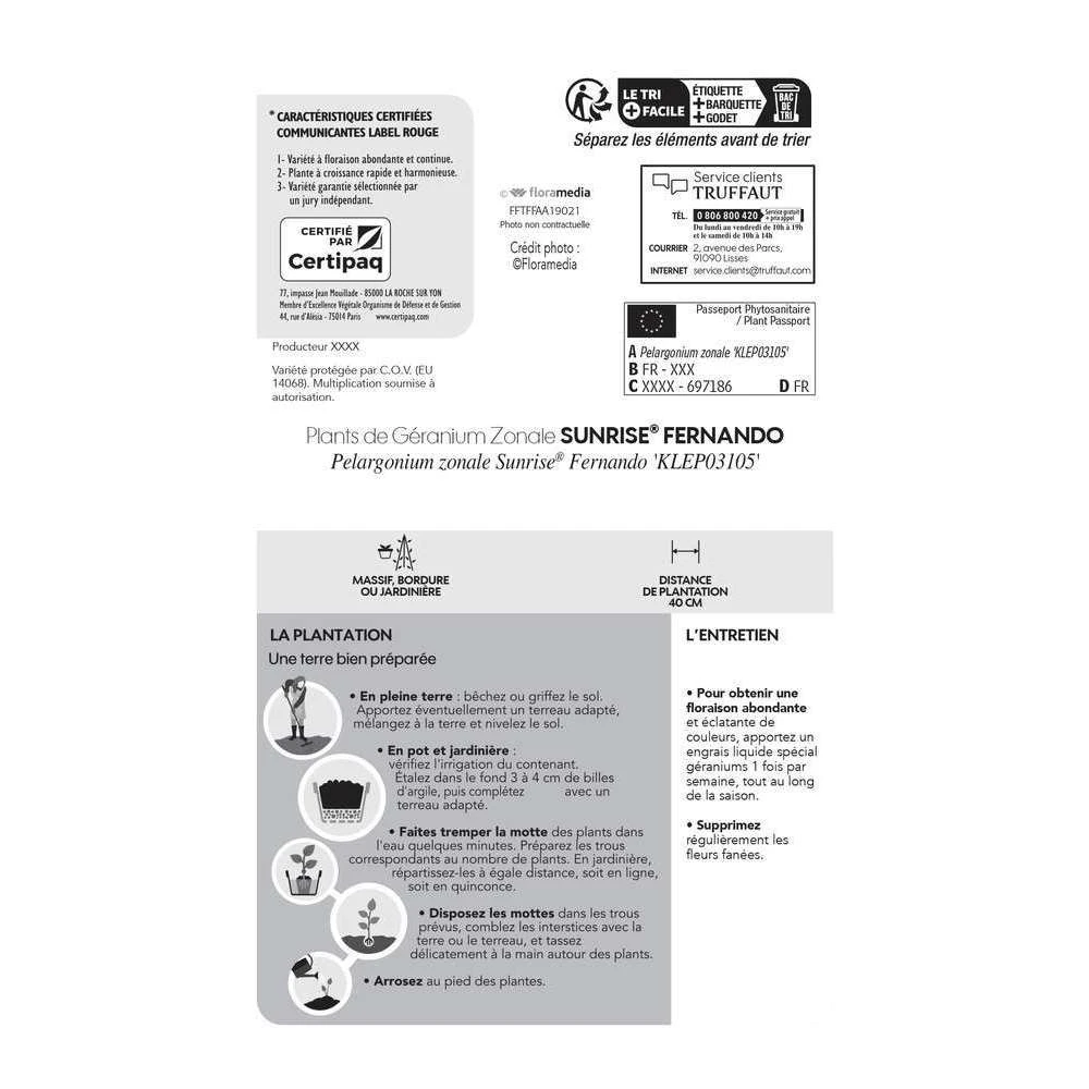 Géranium Zonale 'Sunrise® Fernando' Label Rouge : 10 Plants 5 Géranium Zonale 'Sunrise® Fernando' Label Rouge : 10 Plants – Image 5