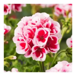 Géranium Zonale Americana® White Splash Improved'Label Rouge:10 Plants -Promos Jardesia Magasin 697188 005