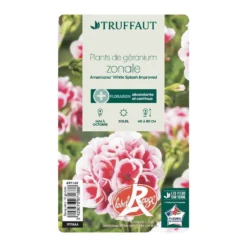 Géranium Zonale Americana® White Splash Improved'Label Rouge:10 Plants -Promos Jardesia Magasin 697188 006