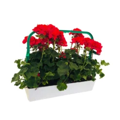 Géranium Zonale 'Tango® Neon Purple' Label Rouge : 10 Plants 7 Géranium Zonale 'Tango® Neon Purple' Label Rouge : 10 Plants -Promos Jardesia Magasin 697190 002