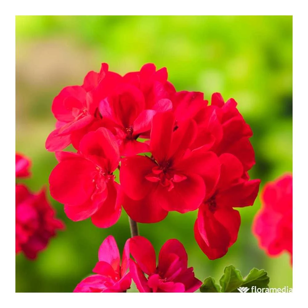 Géranium Zonale 'Tango® Neon Purple' Label Rouge : 10 Plants 1 Géranium Zonale 'Tango® Neon Purple' Label Rouge : 10 Plants