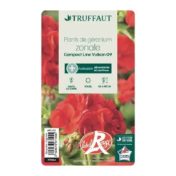 Géranium Zonale 'Compact Line Vulkan 09' Label Rouge : 10 Plants 8 Géranium Zonale 'Compact Line Vulkan 09' Label Rouge : 10 Plants -Promos Jardesia Magasin 697192 004