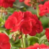 Géranium Zonale 'Compact Line Vulkan 09' Label Rouge : 10 Plants