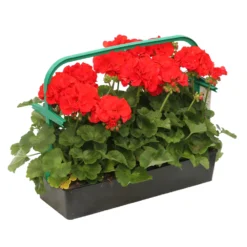 Géranium Zonale 'Compact Line Vulkan 09' Label Rouge : 10 Plants 7 Géranium Zonale 'Compact Line Vulkan 09' Label Rouge : 10 Plants -Promos Jardesia Magasin 697192 2080104