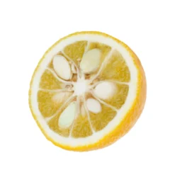 Yuzu AB: Pot 3L, Greffe 9 Yuzu AB: Pot 3L, Greffe -Promos Jardesia Magasin 697329 002
