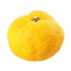 Yuzu AB: Pot 3L, Greffe 11 Yuzu AB: Pot 3L, Greffe -Promos Jardesia Magasin 697329 006