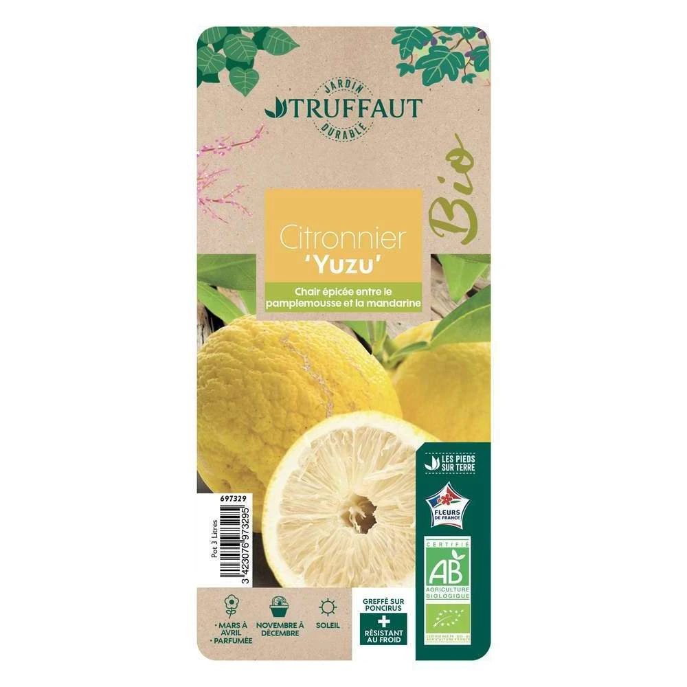 Yuzu AB: Pot 3L, Greffe 1 Yuzu AB: Pot 3L, Greffe