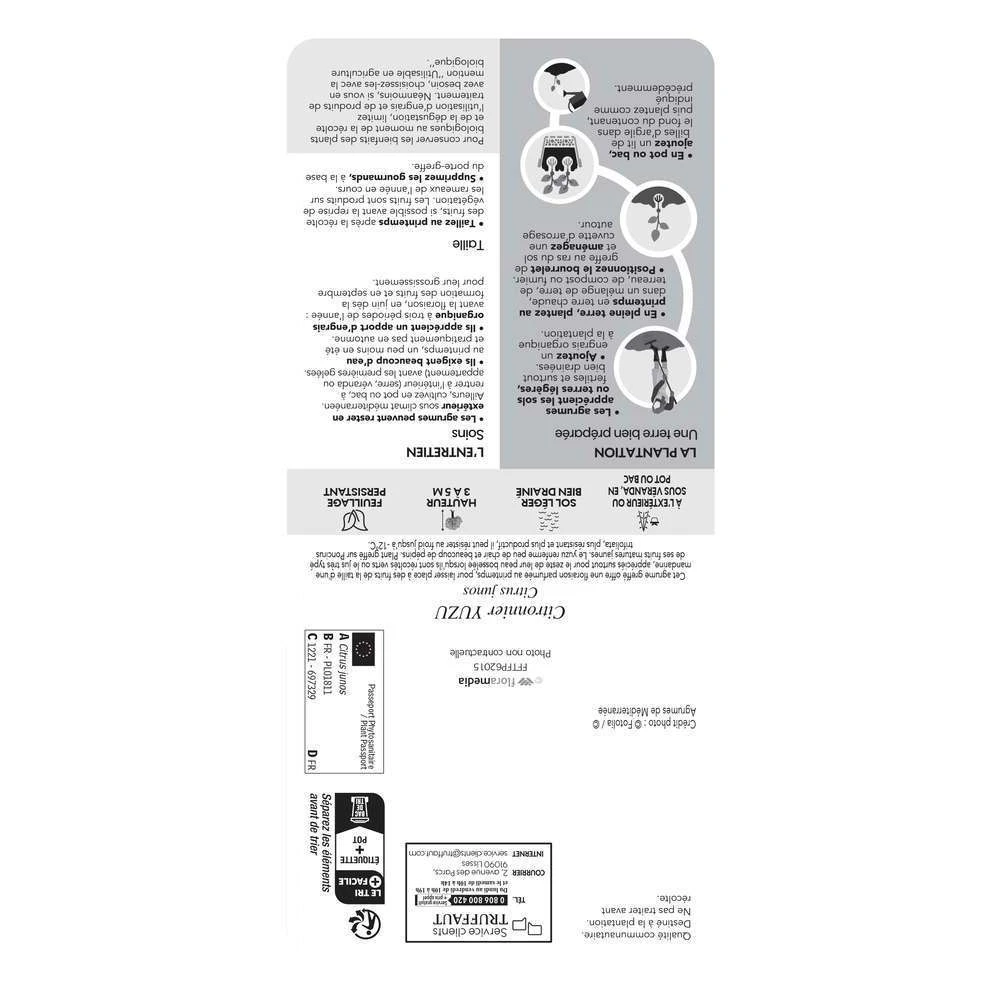 Yuzu AB: Pot 3L, Greffe 2 Yuzu AB: Pot 3L, Greffe – Image 2