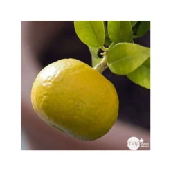 Mandarinier : C3L, Agriculture Biologique -Promos Jardesia Magasin 697332 001