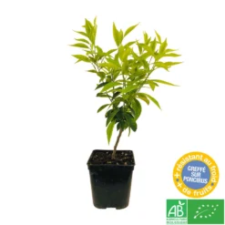 Mandarinier : C3L, Agriculture Biologique -Promos Jardesia Magasin 697332 004