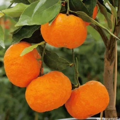 Mandarinier : C3L, Agriculture Biologique -Promos Jardesia Magasin 697332 005