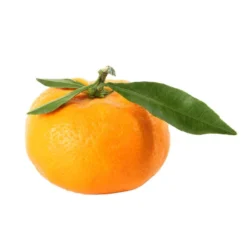 Mandarinier : C3L, Agriculture Biologique -Promos Jardesia Magasin 697332 009