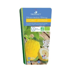 Cedratier 'ethrog' : AB, C3L -Promos Jardesia Magasin 697335 002