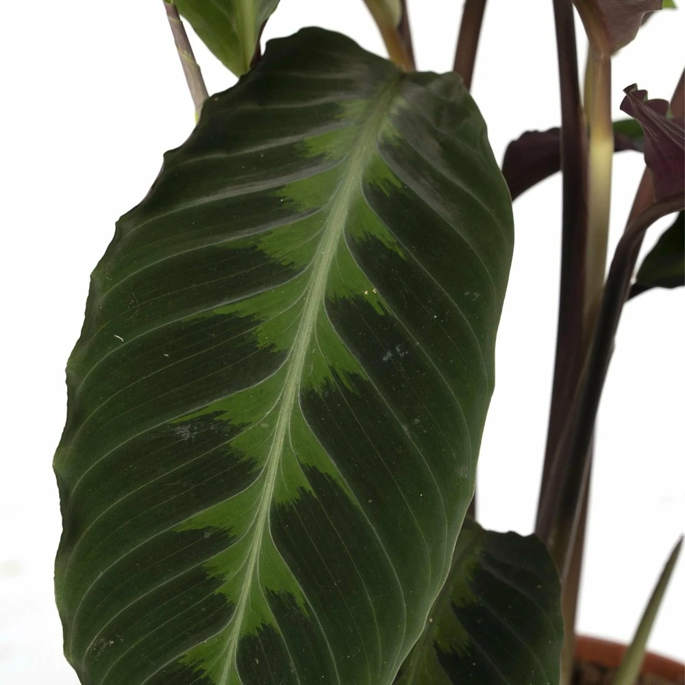 Calathea Warscewiczii - H70cm, ø19cm - Grande Plante D'intérieur 3 Calathea Warscewiczii - H70cm, ø19cm - Grande Plante D'intérieur – Image 3