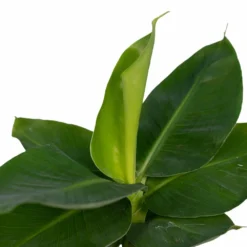 Bananier Nain Oriental - H25cm, ø12cm - Plante D'intérieur -Promos Jardesia Magasin 6b837ac7c537c9c3