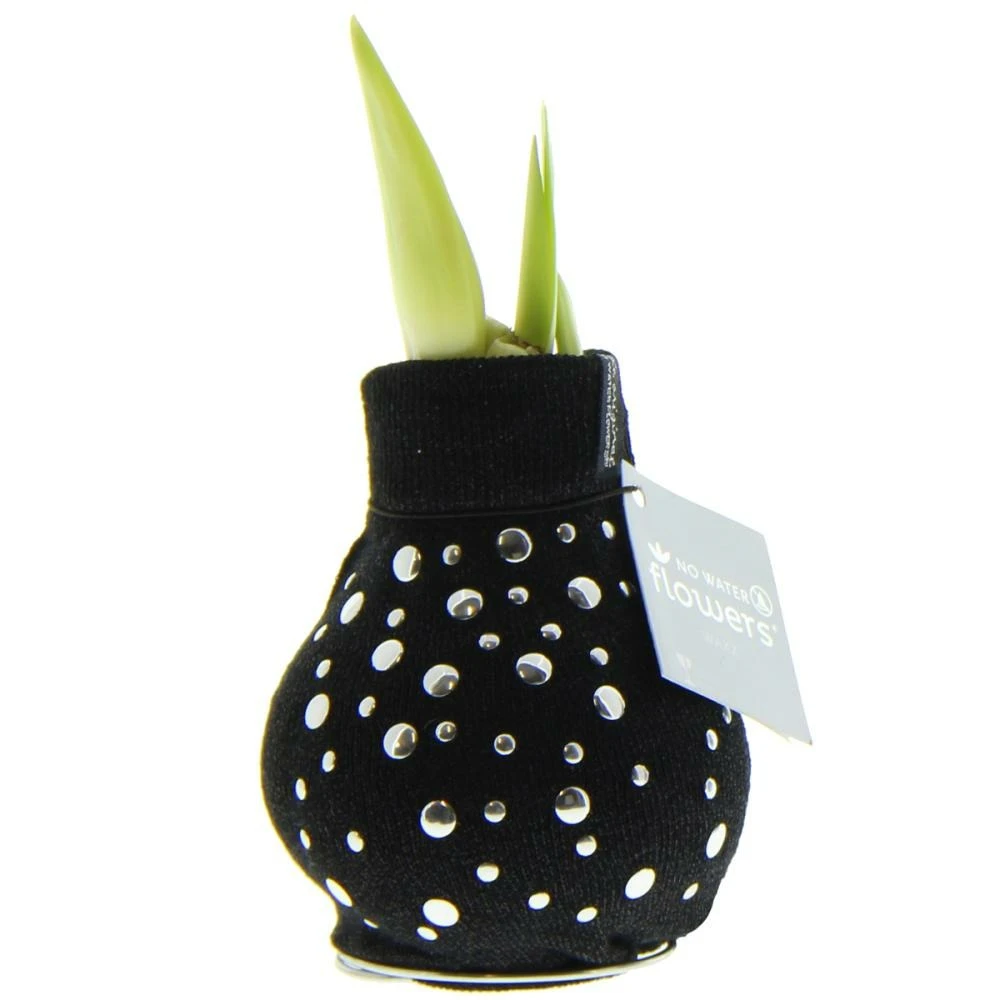 Bulbe D'amaryllis En Chaussette Moderne "fashion Streetlife" Nièces D'argent 1 Bulbe D'amaryllis En Chaussette Moderne "fashion Streetlife" Nièces D'argent