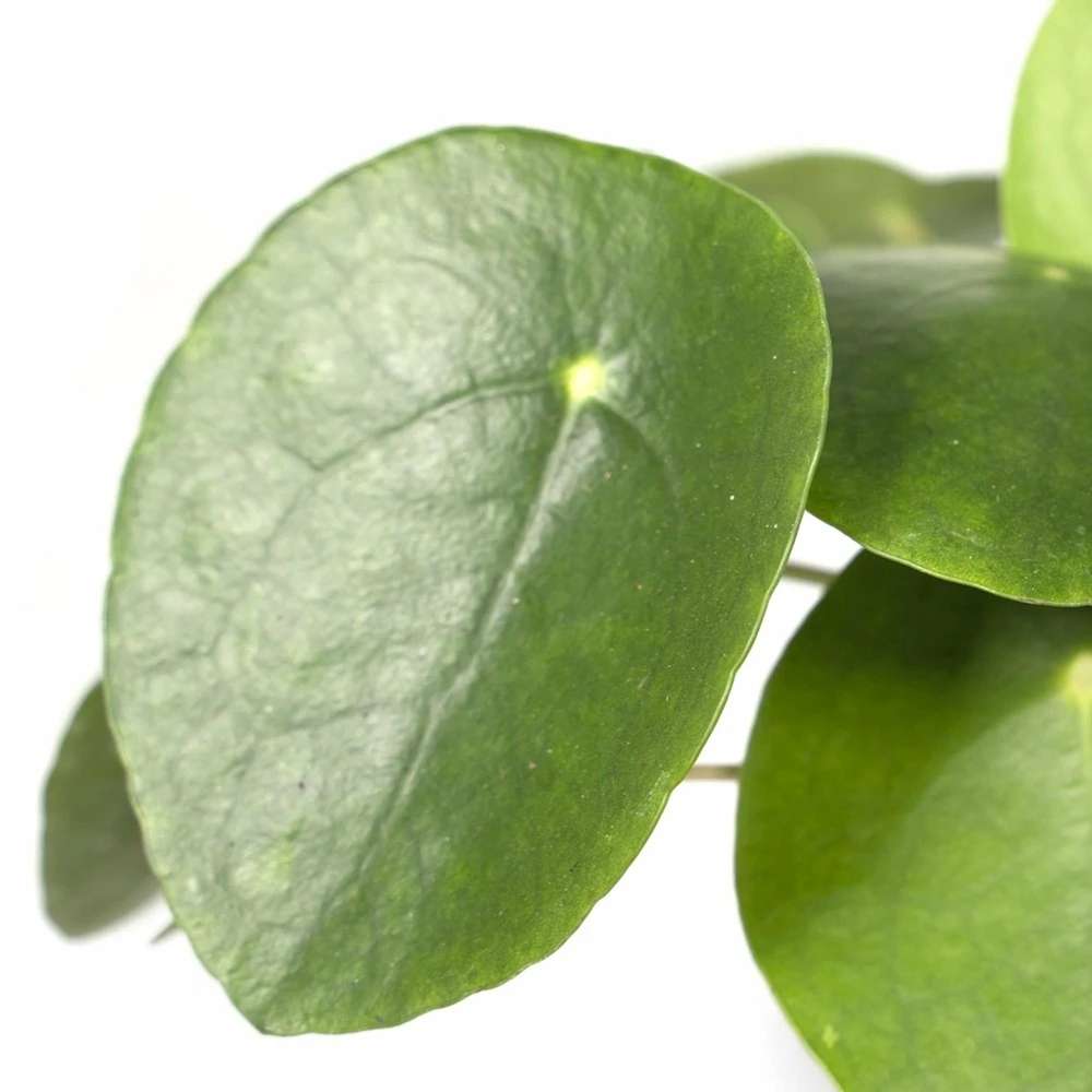 Pilea Peperomiodes - H20cm, ø12cm - Plante D'intérieur 3 Pilea Peperomiodes - H20cm, ø12cm - Plante D'intérieur – Image 3